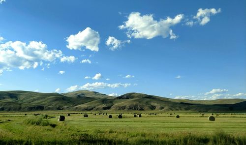 Scenic view of field against sky