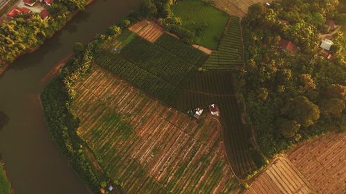 High angle view of trees growing on field