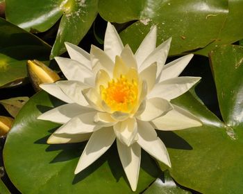 Close-up of lotus water lily in pond