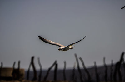 Seagull flying in the sky