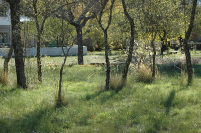 Trees on field in forest