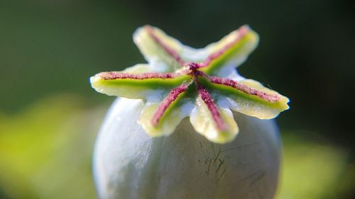 Close up of leaf