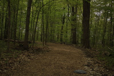 Scenic view of forest