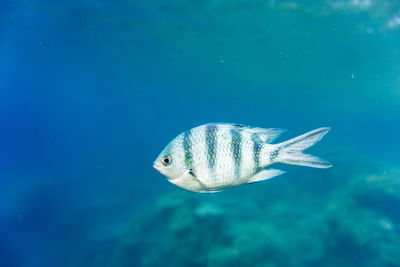 Close-up of fish swimming in sea