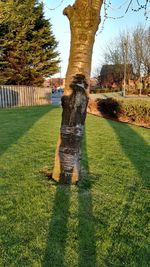 Trees on grassy field in park