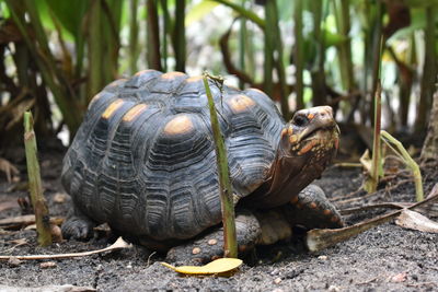 Close-up of tortoise on field
