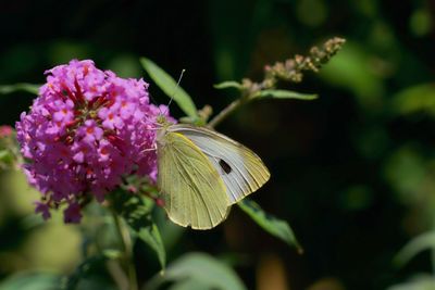 Close-up of butterfly pollinating on pink flower