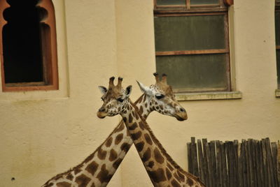 Side view of two giraffes against the wall