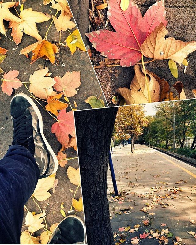 autumn, leaf, low section, person, change, shoe, season, leaves, lifestyles, standing, men, personal perspective, street, leisure activity, high angle view, dry, unrecognizable person