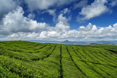 Scenic view of agricultural field against cloudy sky