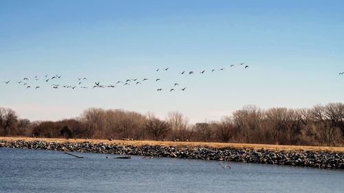 Birds flying over trees against sky
