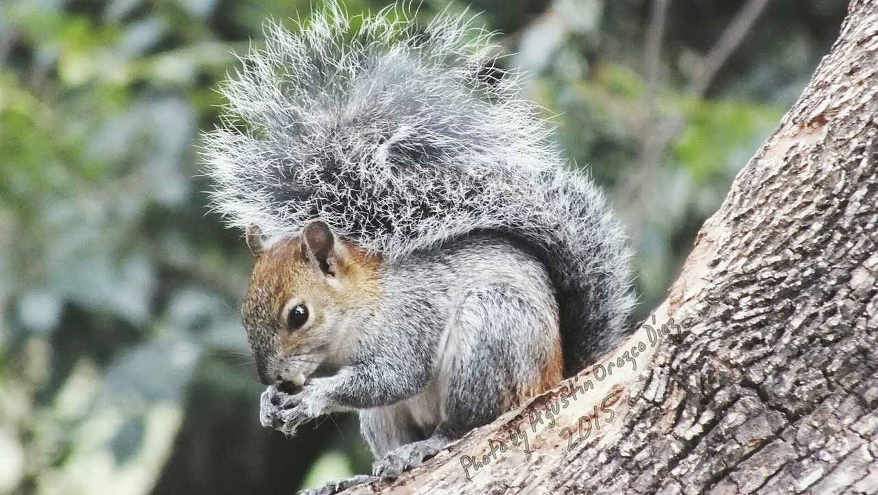 animal themes, one animal, animals in the wild, wildlife, focus on foreground, mammal, squirrel, close-up, rodent, portrait, nature, looking at camera, tree, day, animal head, outdoors, tree trunk, no people, branch