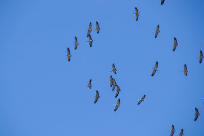 Low angle view of birds flying in sky