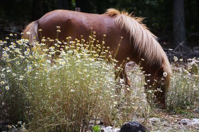 Close-up of horse grazing on field