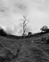 Bare trees on field against sky