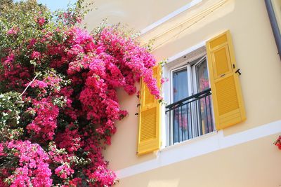 Low angle view of pink flowers