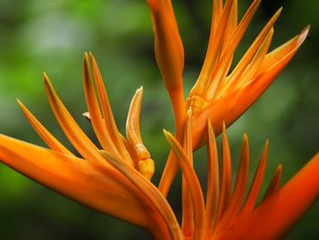 Close-up of orange flower