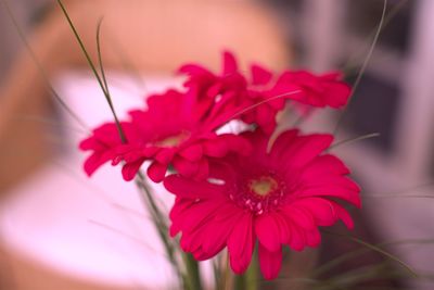 Close-up of red flower blooming outdoors