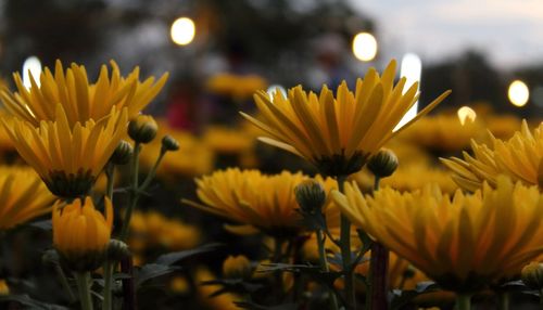 Close-up of yellow flowering plants on field