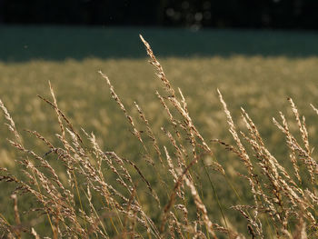 Close-up of stalks in field