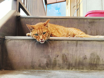 Portrait of cat resting
