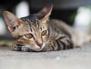 Close-up portrait of cat