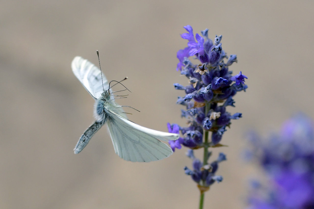 CLOSE-UP OF BUTTERFLY ON FLOWER