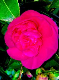 Close-up of pink flower blooming outdoors