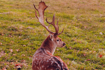 Close-up of deer in grass
