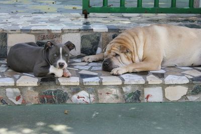 Portrait of dog relaxing outdoors