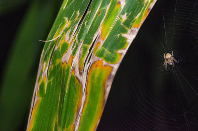 Close-up of spider web on plant