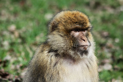 Close-up of monkey