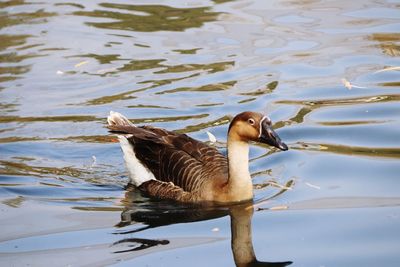 High angle view of duck swimming on lake