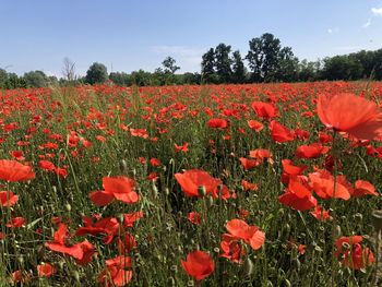 Close-up of red poppy flowers in field