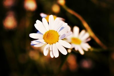 Close-up of white daisy flower