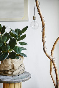 Close-up of potted plant on table against wall at home