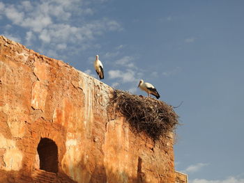 Storks of morocco 