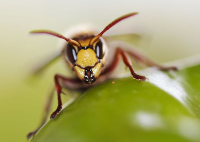 Giant hornet