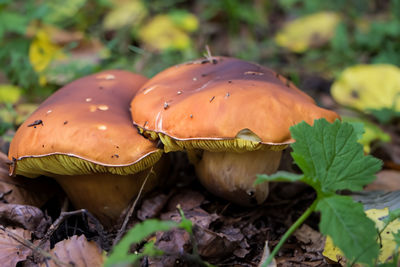 Close-up of mushroom growing on field