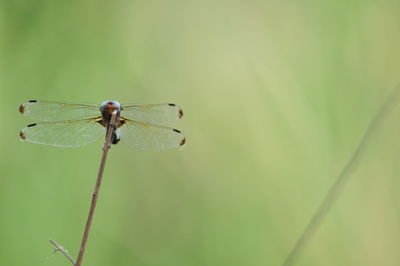 Close-up of dragonfly on leaf