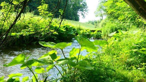 Scenic view of lake amidst trees in forest