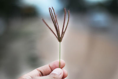 Cropped hand holding plant