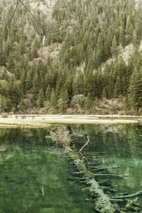 Scenic view of lake by trees