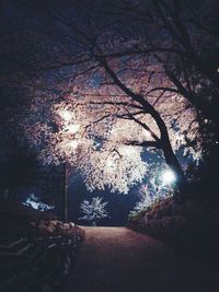 Bare trees at night