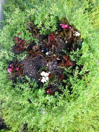 High angle view of plants growing on field