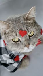 Cat on february 14 for valentine's day