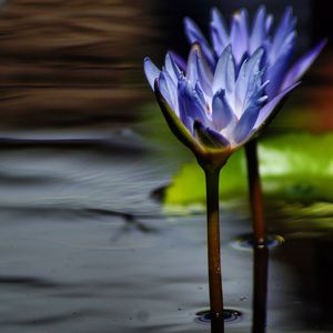 Close-up of lotus water lily in lake