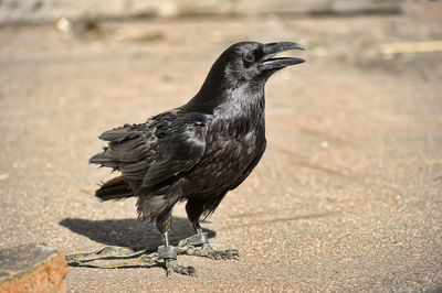 Close-up of a bird perching on the ground