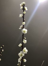 Close-up of white flowering plant