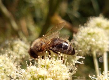 Close-up of insect on flower